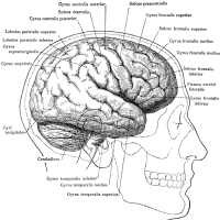 Human Brain Illustrations