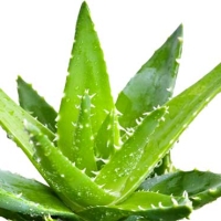 Top 8 Aloe Vera Benefits