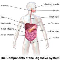Human Digestive System Illustrations