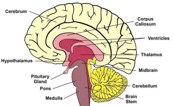 brain stem 
