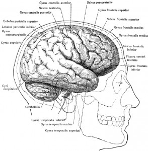 Human Brain Illustrations | MedicalNDX