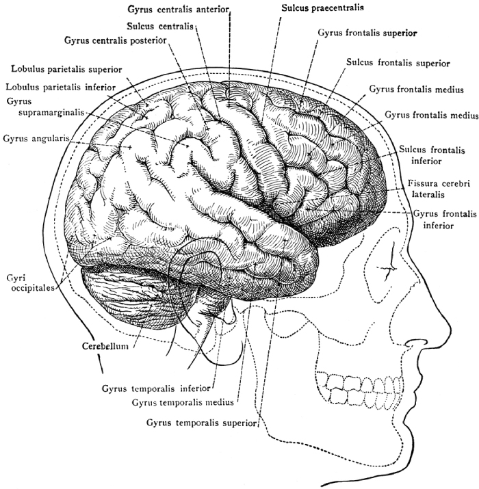 human brain inside skull