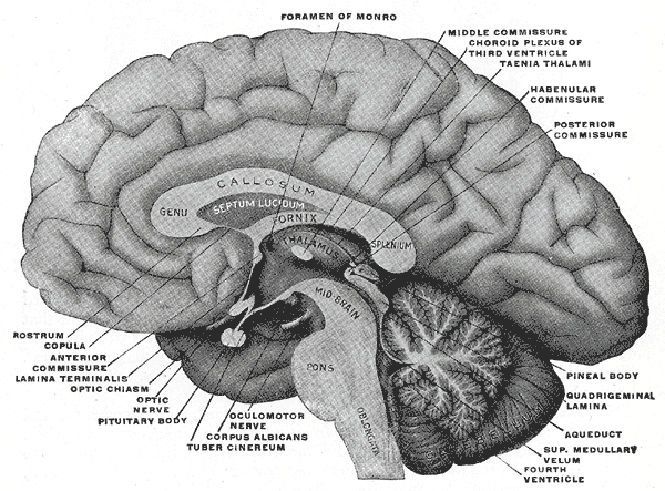 human brain illustration grays anatomy