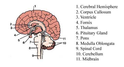 labelled brain anatomy