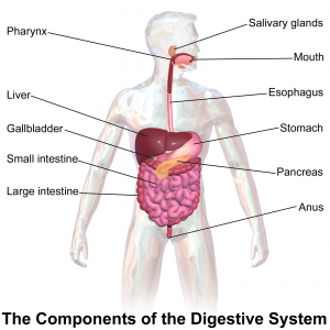 simple view of digestive system