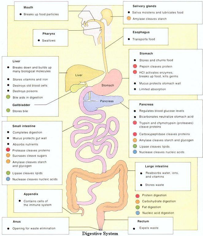 Human Digestive System Illustrations MedicalNDX