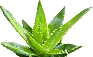 aloe vera benefits